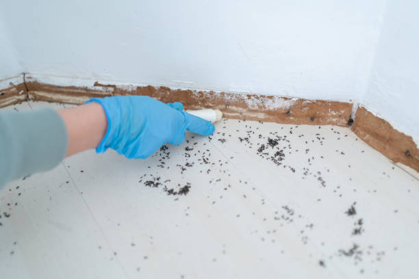 Best Pest Control Near Me  in Lwa, CA